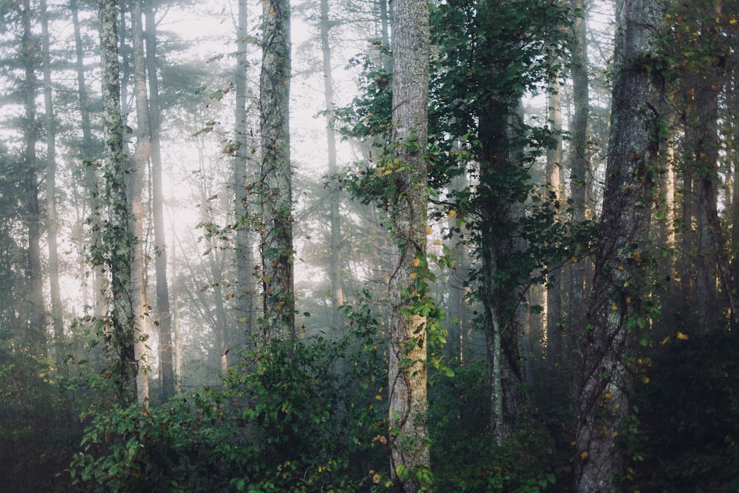 Photo Trees, Greed